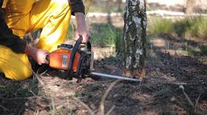 Best Emergency Tree Removal  in La Puente, CA