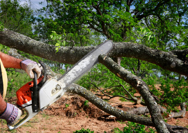 Reliable La Puente, CA Tree Care  Solutions